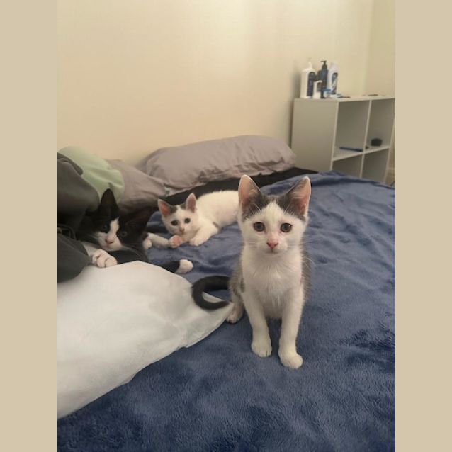 Photo of Marsella/Willow