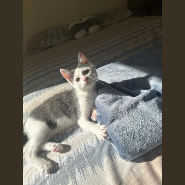 Photo of Marsella/Willow