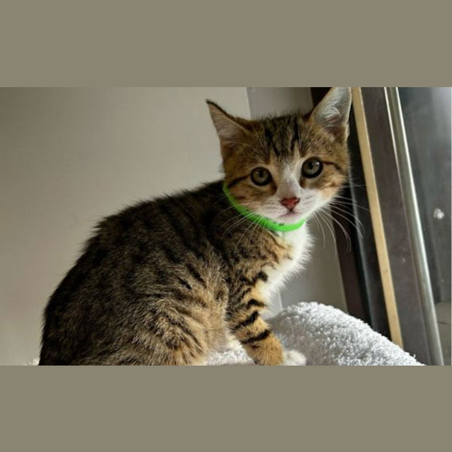 Photo of Rusty