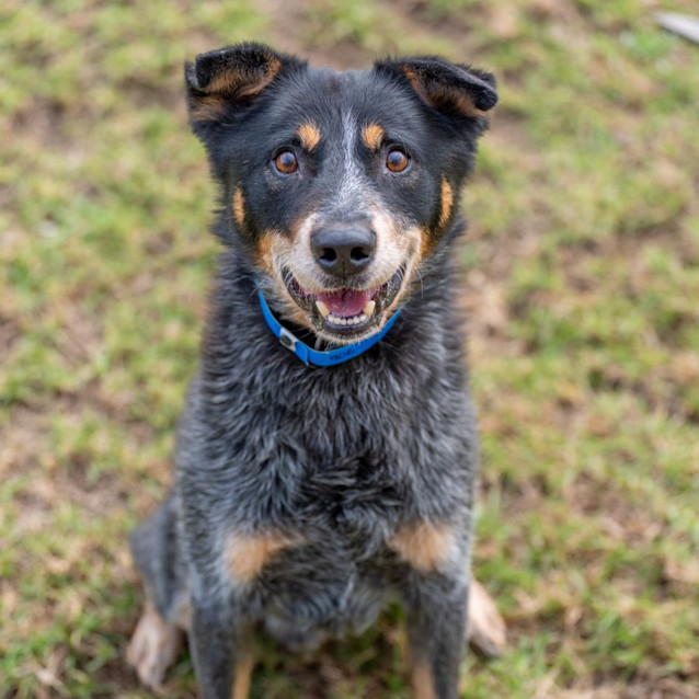 Photo of Hotdog Imp 906