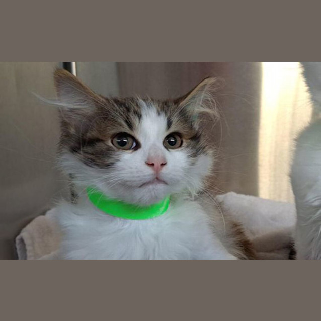 Photo of Mochi