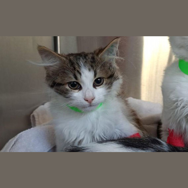 Photo of Mochi