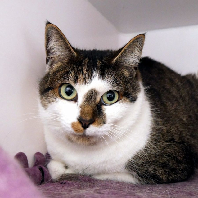 Photo of Whiskers Sta012645