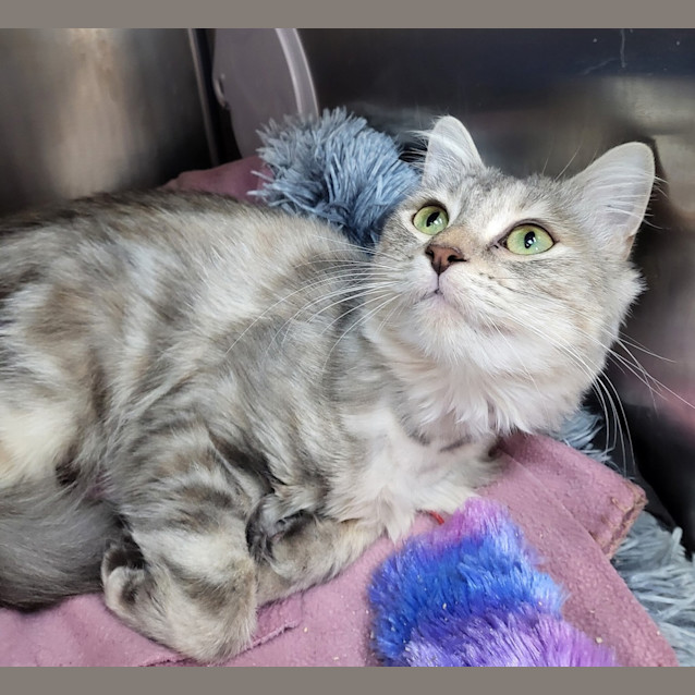 Photo of Lulu (Eloise)