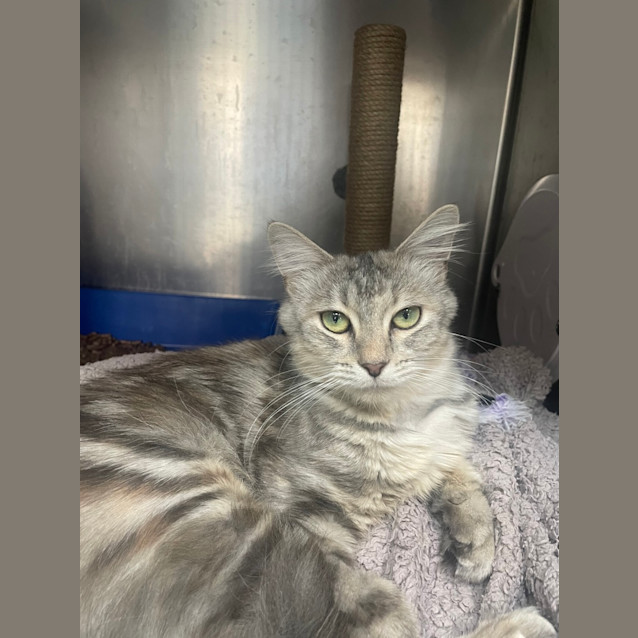 Photo of Lulu (Eloise)