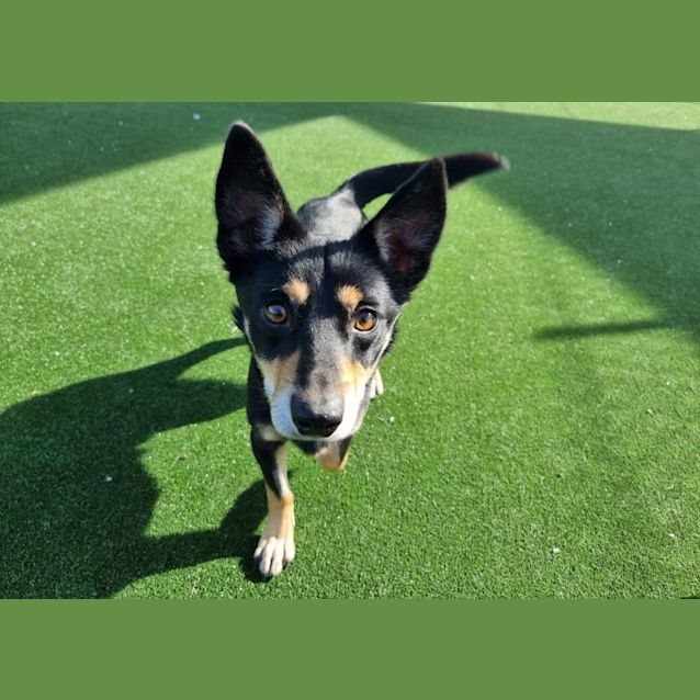 Photo of Bear Imp 966