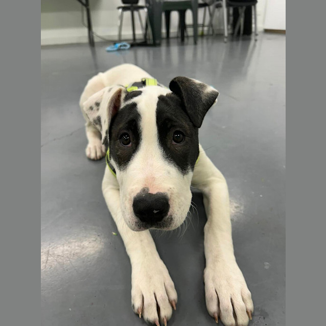 Photo of Lilith (Formerly Tiffany)