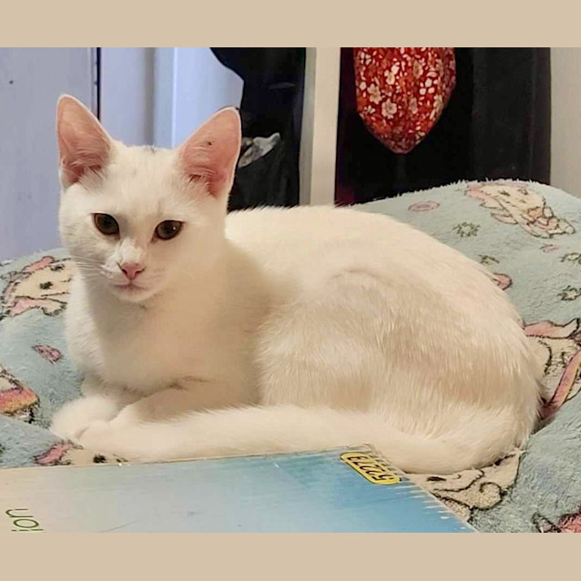 Photo of Pearl Aspen