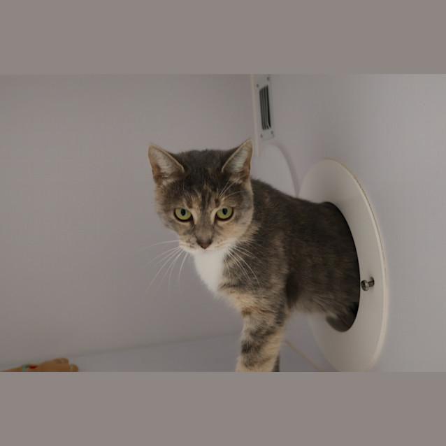 Photo of Honey
