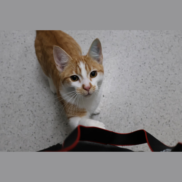 Photo of Calypso 