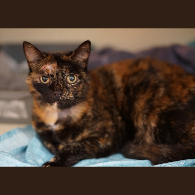 Photo of Basil