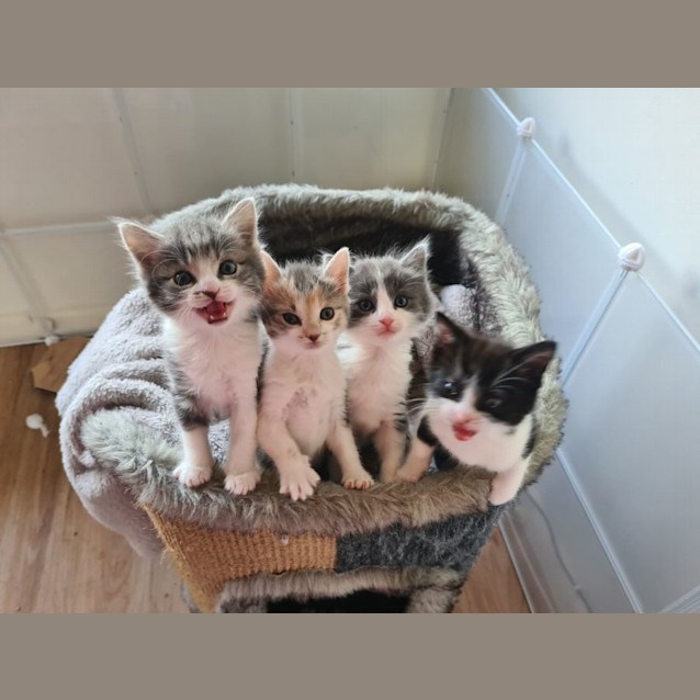 Photo of Callie