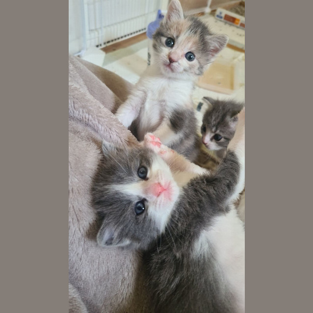 Photo of Callie