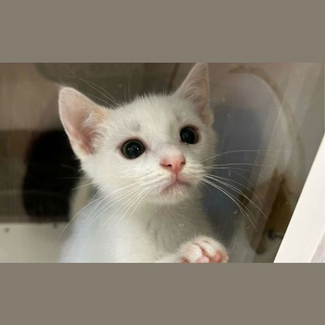 Photo of Hercules
