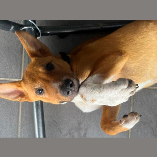 Photo of Romeo   5 Month Old German Shepherd X (Trial)