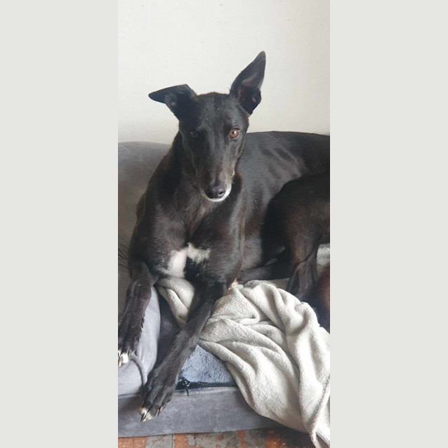 Photo of Dusty Greyhound 