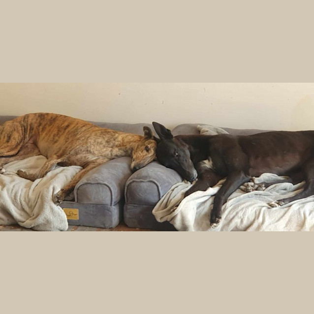 Photo of Dusty Greyhound 