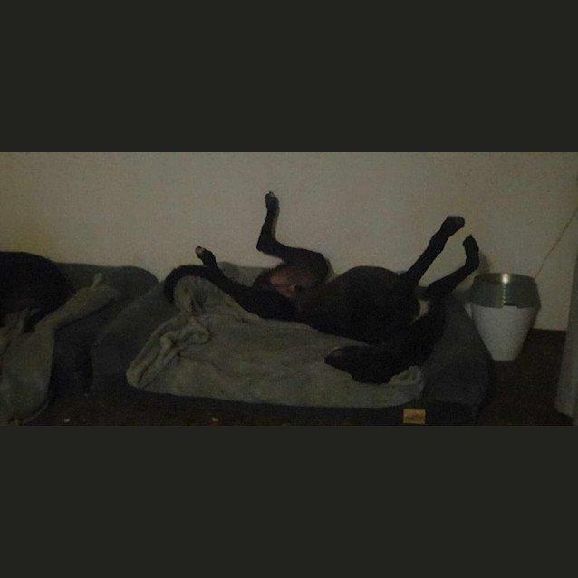 Photo of Dusty Greyhound 