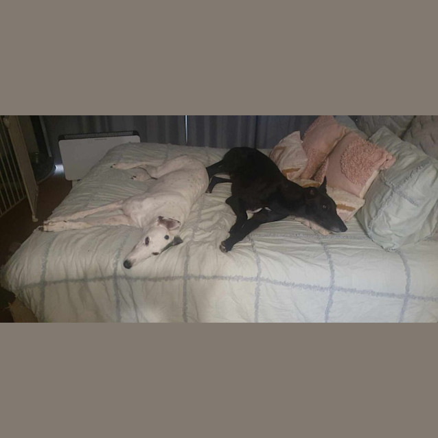 Photo of Dusty Greyhound 