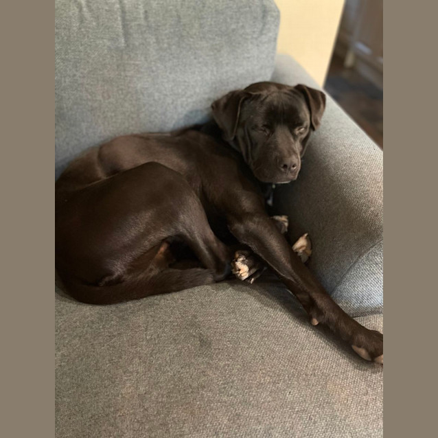 Photo of Seal
