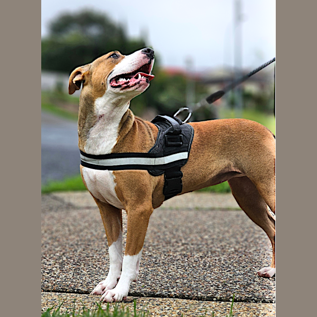 Photo of Nova