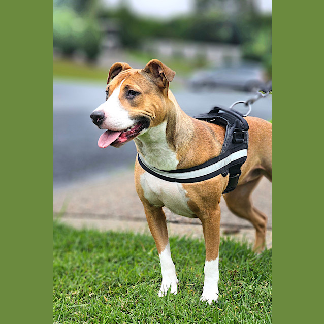 Photo of Nova
