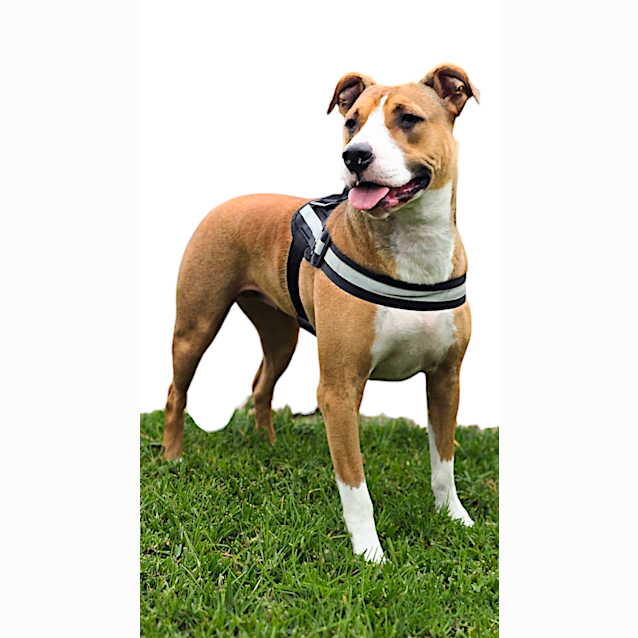 Photo of Nova