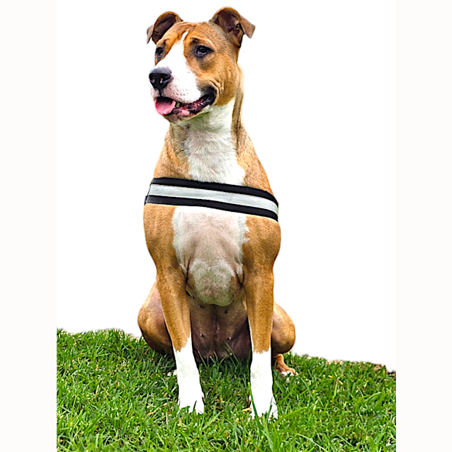 Photo of Nova
