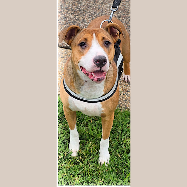Photo of Nova