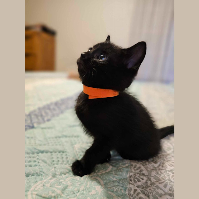 Photo of Binx (Red Collar)
