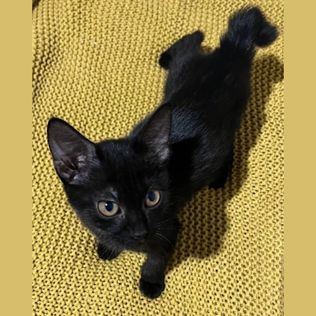 Photo of Kookie