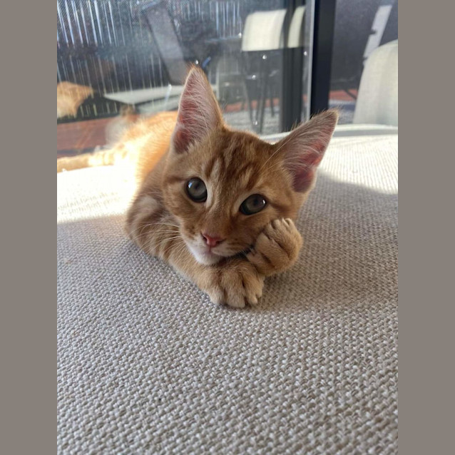 Photo of Stewie