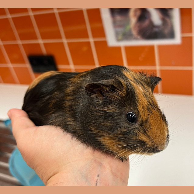 Photo of Teddy