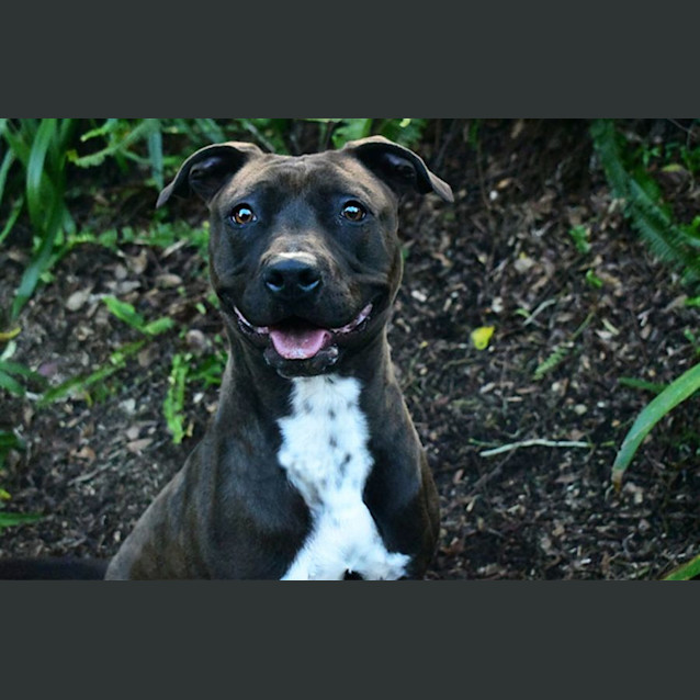 Photo of Pepper