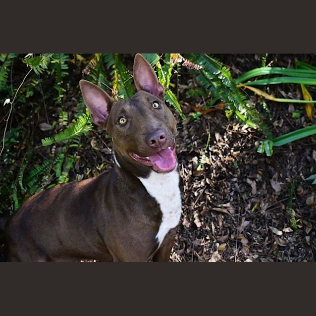 Photo of Scuba