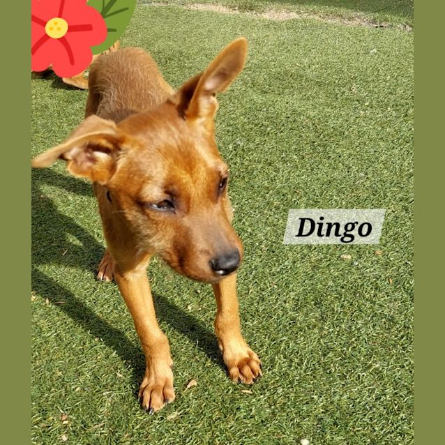 Photo of Dingo & Bingo