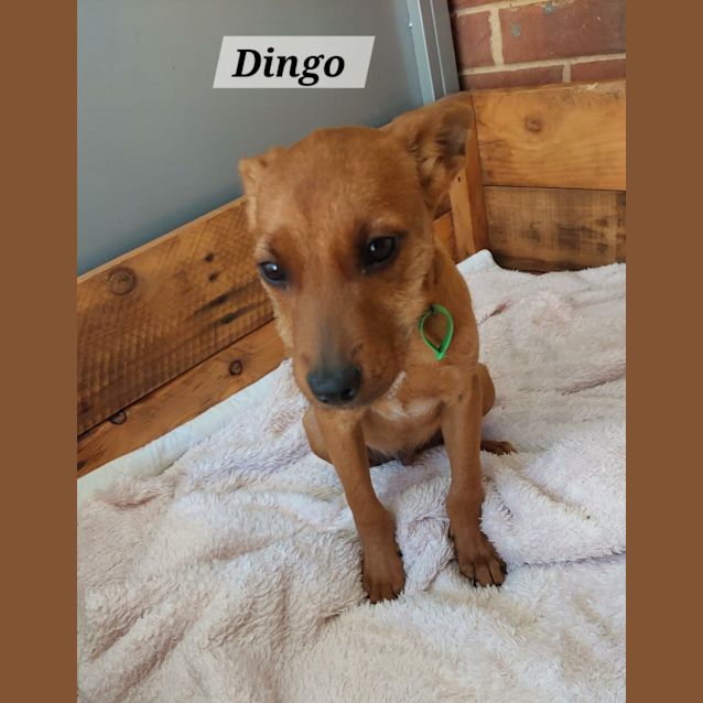 Photo of Dingo & Bingo