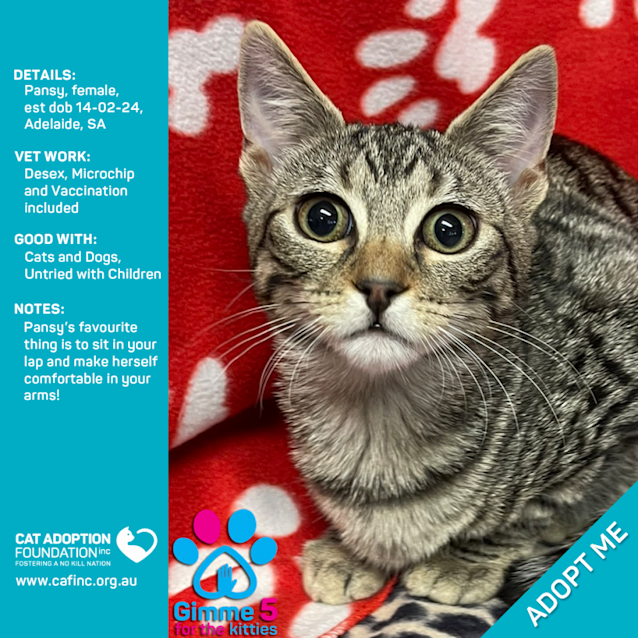 Photo of Pansy Just $50 Limited Time!