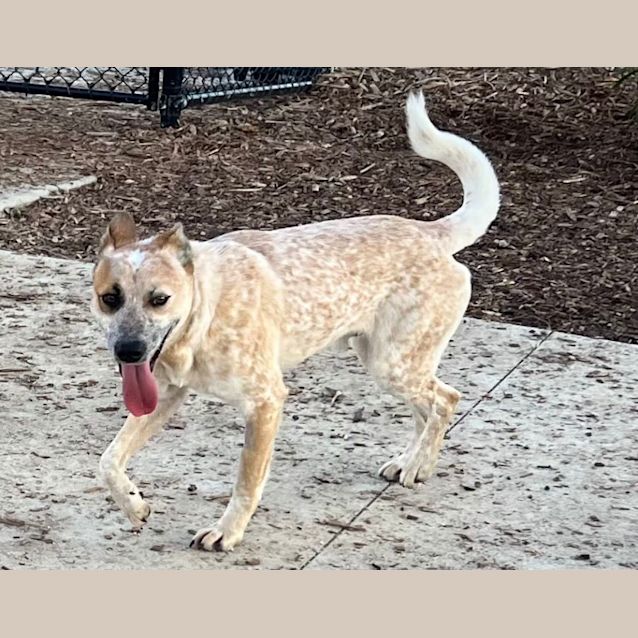 Photo of Rigby