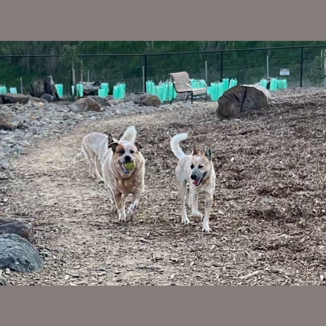 Photo of Rigby