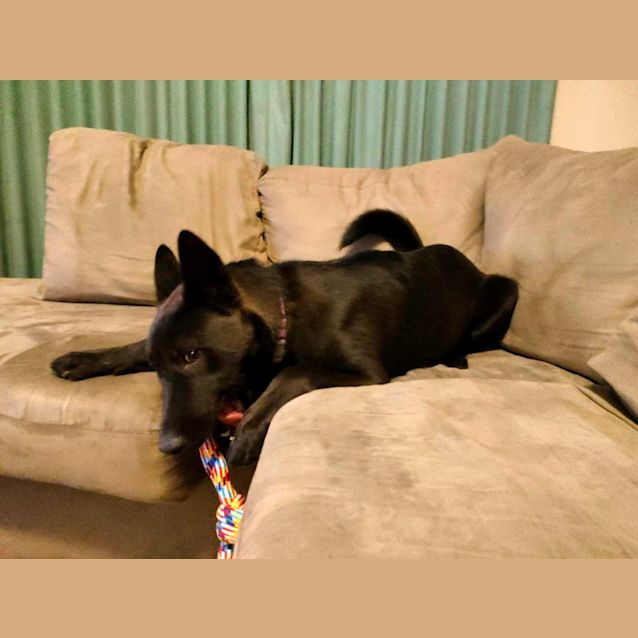 Photo of Onyx