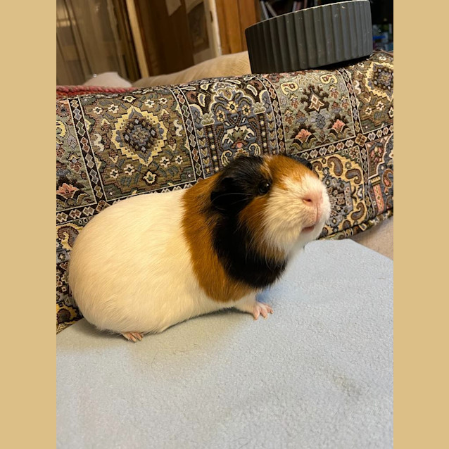 Photo of Princess / Rosie