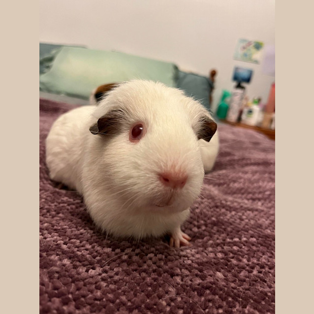 Photo of Princess / Rosie