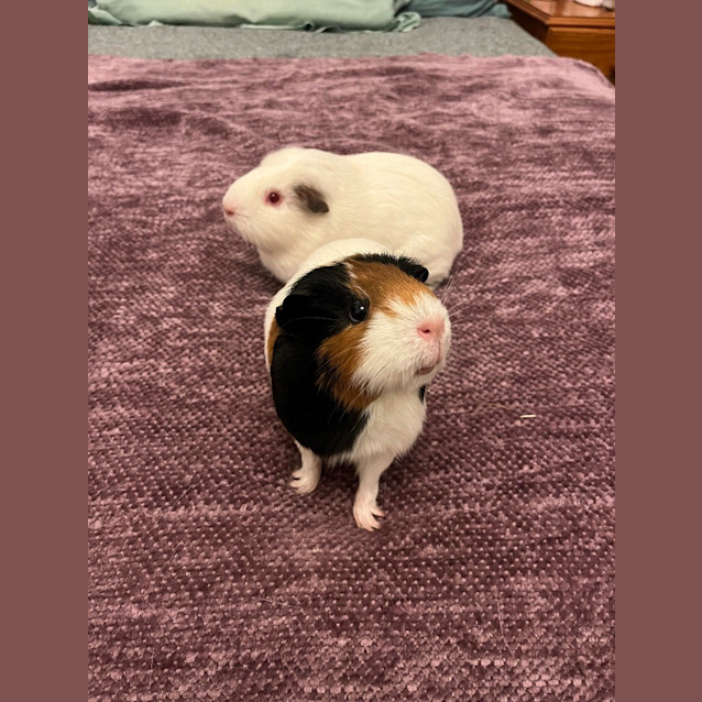Photo of Princess / Rosie