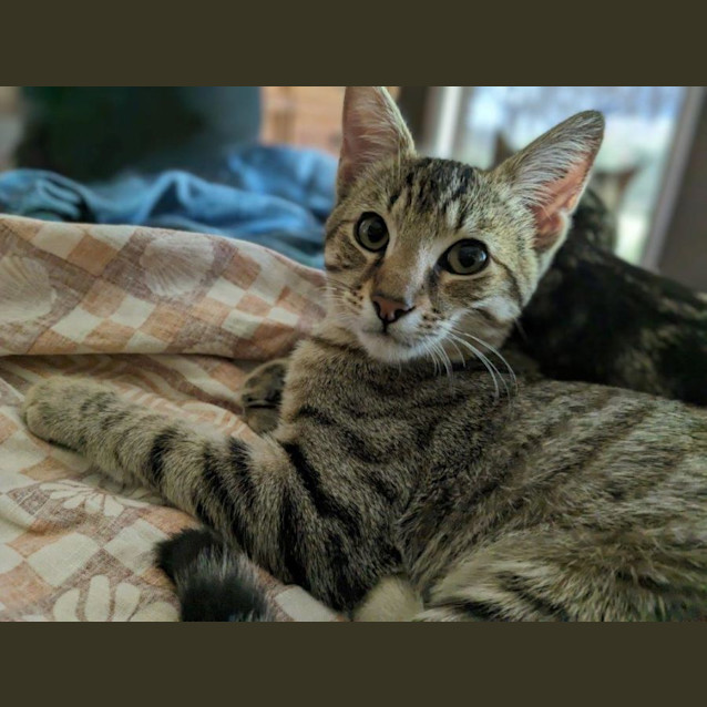 Photo of Leopard Babbington