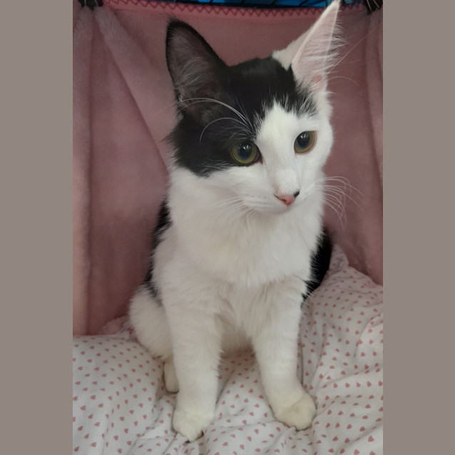 Photo of Callie / Mon Star