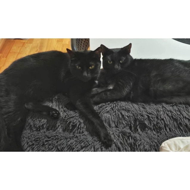 Photo of 1210/1971   Athos & Frankincense