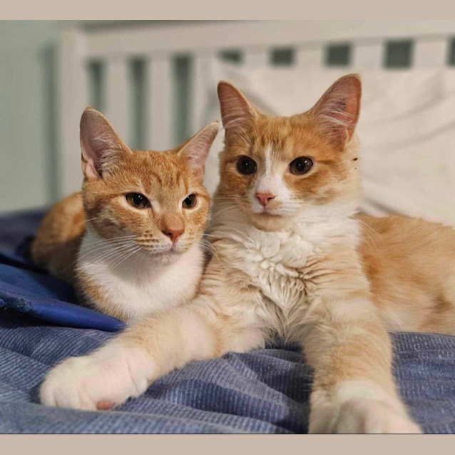 Photo of Barnie & Pumpkin 