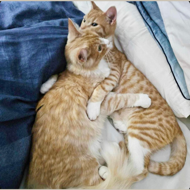 Photo of Barnie & Pumpkin 