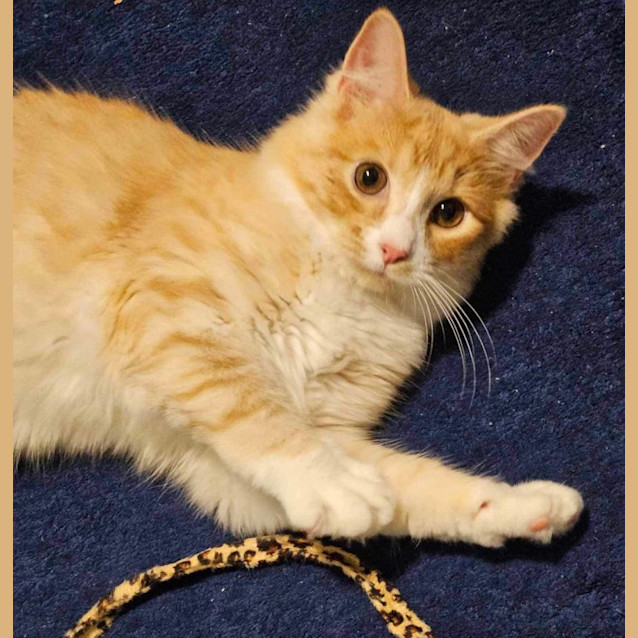 Photo of Barnie & Pumpkin 